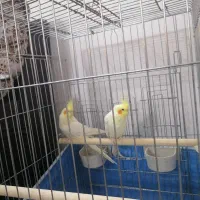 عروس هلندی نرو ماده مولد نژاددار باقفس و تجهیزات