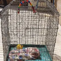 دوعدد قفس سالم در حد نو