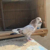 جوجه دیروز دم غروب نیومد