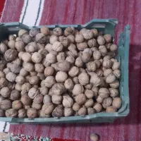 گردوکاغضی کیلو۳۵۰