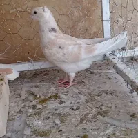 کفترکبوتردم سفیدکلاغ طوقی کاکلی|پرنده|تربت‌حیدریه, داروپخش|دیوار