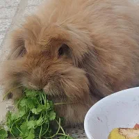 خرگوش لوپ اوکراینی