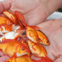 ماهی قرمز گلدفیش ردکپ عروس ابلق مخلوط