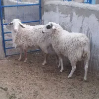 قوچ بزدم اصلاح نژاد