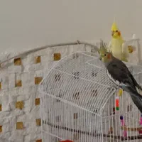 عروس هلندی