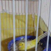 یک جفت قناری|پرنده|فولادشهر, سایت صنعتی کاوه|دیوار