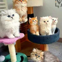 حر آ جی کلوپ گربه پیشی لند با واکسیناسیون و شجره