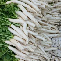 ترب سفید محلی