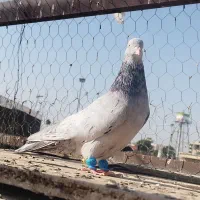 سرور الماسی کاکل|پرنده|شیراز, عادل آباد|دیوار