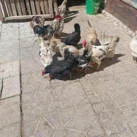 تخم مرغ گلین نطفه دار