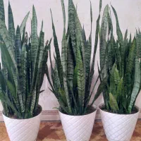 گل سانسوریا