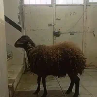 همو زیگوت   یا چند قلو زا|حیوانات مزرعه|کلاترزان, |دیوار