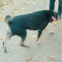 سگ قدرجونی|سگ|دماوند, دماوند|دیوار