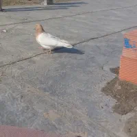 کبوتر ماده|پرنده|خاو و میرآباد, |دیوار