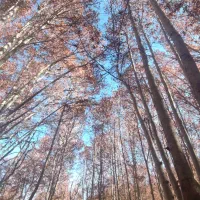 دویره روستای احمدی