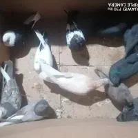 کبوتر کله کنی