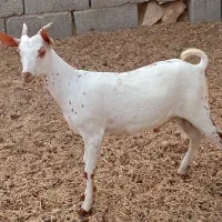 کهره های نر وماده صلاله