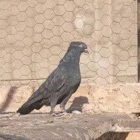 کبوتر زاغ کاکل ماده|پرنده|قرچک, زیبا شهر|دیوار