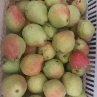 کشمش|خوردنی و آشامیدنی|قوچان, |دیوار