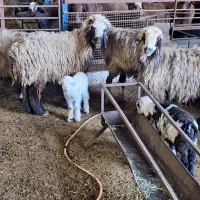 4راس میش جوان