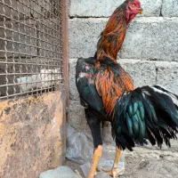 خروس افغان