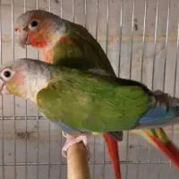 معاوضه طوطی قناری س گ