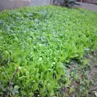 کاهو پیچ روغنی