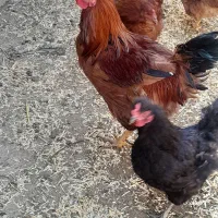 خروس ۵۰۰|حیوانات مزرعه|شیروان (خراسان), |دیوار