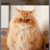 گربه پرشین گارفیلدی|گربه|تبریز, |دیوار