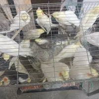 خریداری وفروش همه انواع طوطی