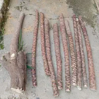 یوکا تنه بزرگ