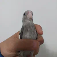 جوجه عروس سرلاکی وایت فیس