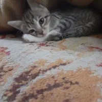 گربه میکس|گربه|گنبد کاووس, |دیوار