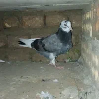 کبوتر شازده