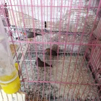 پنج تا فنچ مولد