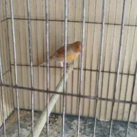 قناری ماده|پرنده|اصفهان, عسگریه|دیوار