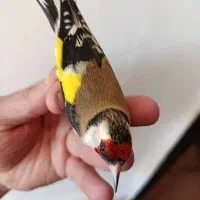 سهره|پرنده|سیرجان, |دیوار