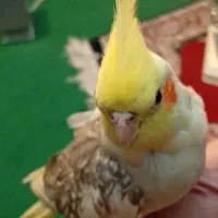 عروس هلندی ماده