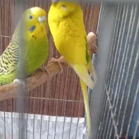 ۳عددمرغ عشق نروماده خوشرنگ و کشیده