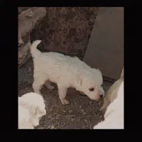 توله سگ پاکوتاه|سگ|مراغه, |دیوار