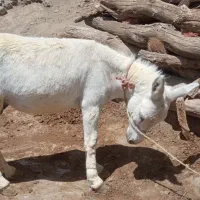 الاغ‌فروشی