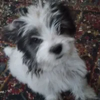 واگذاری میشه|سگ|میانه, |دیوار