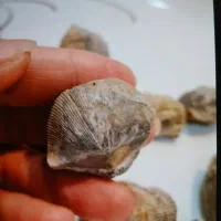 فسیل صدف ۲ کفه ای