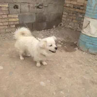 سگ پاکوتاه عروسک