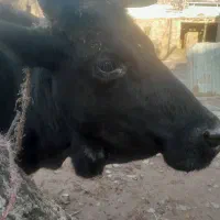 گاو دورگ با گوساله ماده