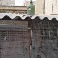 خانه 42متری پاین بازسازی شده3اتاق|فروش آپارتمان|تهران, امام زاده عبدالله|دیوار