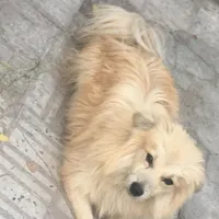سگ خونگی