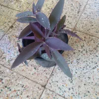 گل طبیعی ۵۰عدد|گل و گیاه طبیعی|جیرفت, |دیوار