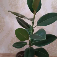 فیکوس سرحال