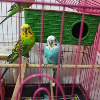 مرغ عشق رنگ زیبا همراه با قفس|پرنده|بوشهر, |دیوار